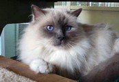 Cats On Vacation Gallery